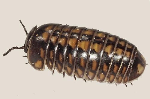 Glomeris intermedia